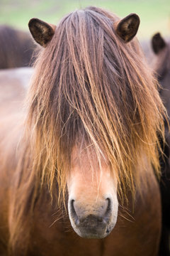 Icelandic horse, Iceland