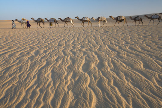 Camel train, a group of animals haltered and led by two people on the windswept sands of the Sahara desert in Mali.