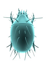 realistic 3d render of mite