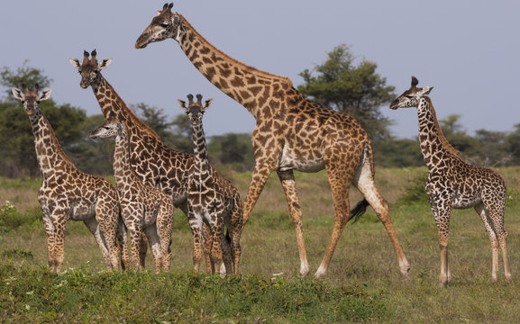 A small group of Masai giraffe in Serengeti National Park, Tanzania