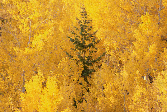 Elevated view over the tops of the aspen trees in the Dixie National Forest in autumn.