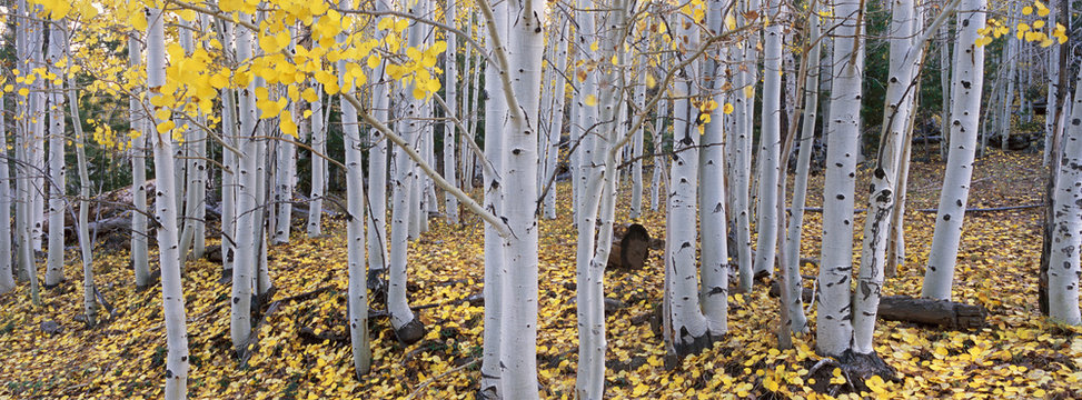 The Dixie national forest with aspen trees in autumn. White bark and yellow foliage on the branches and fallen to the ground.