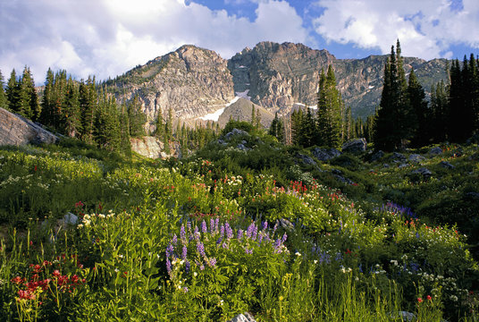 Landscape of Little Cottonwood Canyon, with the Devil's Castle mountain peak, in the Wasatch mountain range. Wild flowers in tall grass.