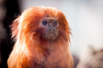 Portrait de singe tamarin lion à tête dorée