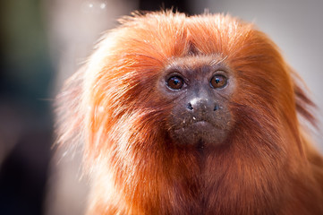 Portrait de singe tamarin lion doré