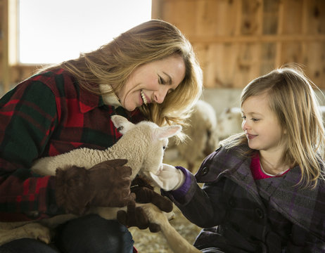 An Organic Farm in Winter in Cold Spring, New York State. Livestock overwintering. A woman and a child stroking a small lamb.