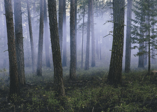 A controlled forest burn, a deliberate fire set to create a healthier and more sustainable forest ecosystem. The prescribed burn of forest creates the right condition for regrowth.