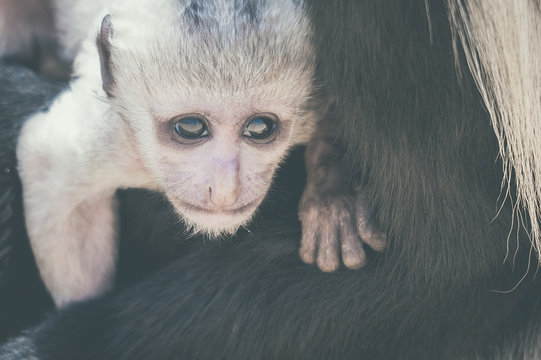 B&eacute;b&eacute; singe colobe gu&eacute;r&eacute;za