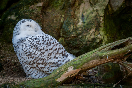 Hibou harfang des neiges