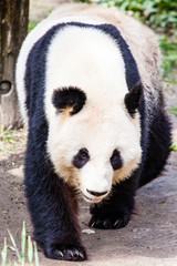 Giand panda bear walking