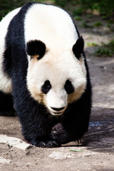 Obraz premium Giand panda bear walking