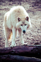 Fototapeta premium Arctic white wolf