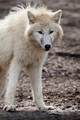 Arctic white wolf