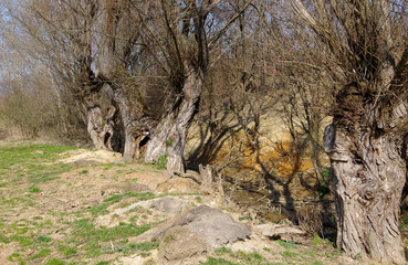 Fototapeta premium Willow on the bank of the river