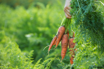 a hand holding a bunch of carrots straight from the garden patch