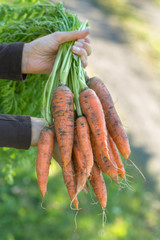 Hands holding a bunch of carrots straight from the garden patch