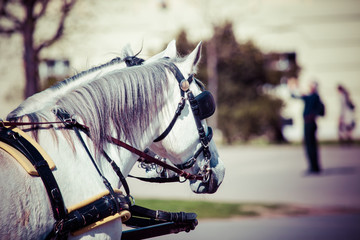 Fototapeta premium Traditional horse-drawn Fiaker carriage in Vienna, Austria
