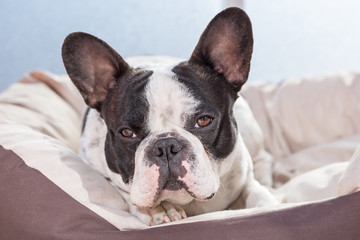 French bulldog lying on bed