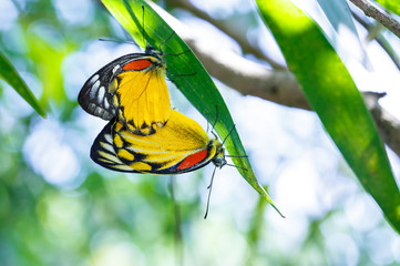 Mating Pair of Red-spot Jezebel, Butterfly 