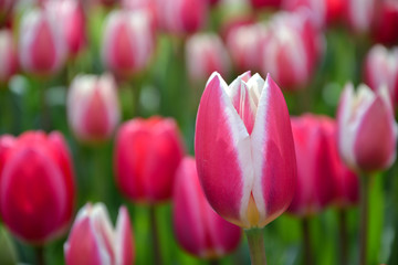 Obraz premium Colored flowers