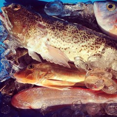 Fresh fish on ice