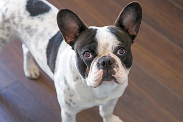 Fototapeta premium French bulldog portrait