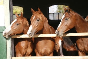 Obraz premium Nice thoroughbred foals in the stable
