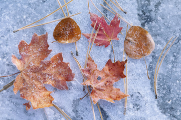 Maple and aspen leaves in autumn. Brown and red leaf colour. Laid out on a frosted ice surface.