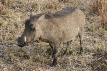 Warthog