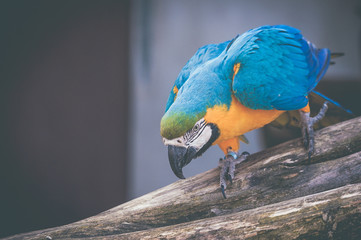Perroquet ara bleu © PicsArt