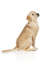 Beautiful Labrador retriever isolated on white background