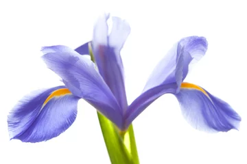 Printed roller blinds Iris purple iris isolated on white