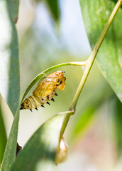 empty chrysalis of butterfly hanging on branch  