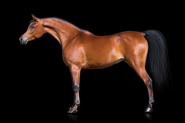 Fototapeta na wymiar Arabian horse isolated on black