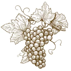 Fotobehang engraving grapes on the branch on white background © Andrii_Oliinyk