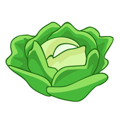 green cabbage cartoon isolated illustration