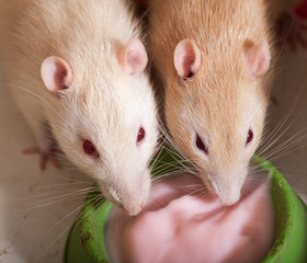 domestic rats eating yogurt