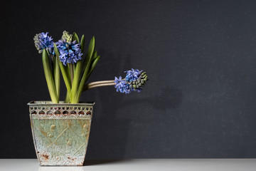 blue Hyacinths in a old Pot on Table
