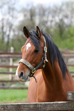 Head shot of a beautiful bay horse in the pinfold