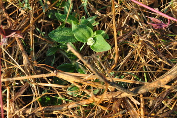dry grass