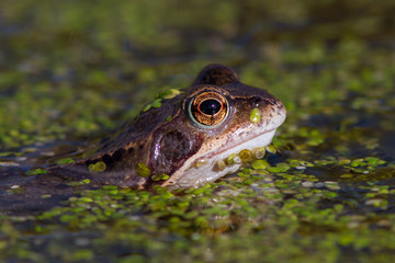 Common Frog