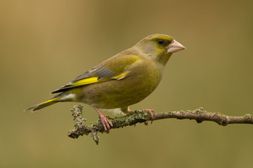 Greenfinch