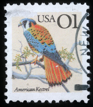 Stamp printed in the USA shows American Kestrel