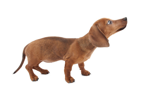 Dachshund puppy isolated on white background