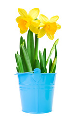 beautiful yellow daffodils in a bucket isolated on white