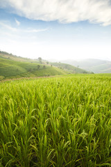 rice field