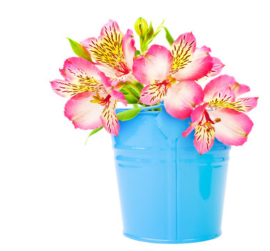 beautiful flower in a bucket isolated on white