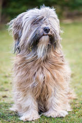Tibetan Terrier