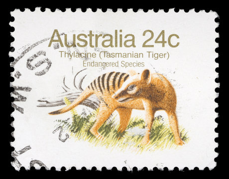 Stamp printed in Australia shows Tasmanian Tiger, circa 1981