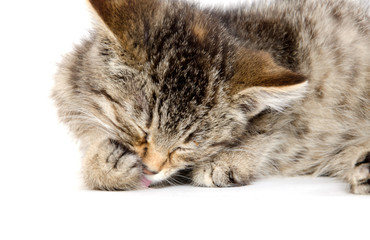 Fototapeta premium Cute tabby kitten